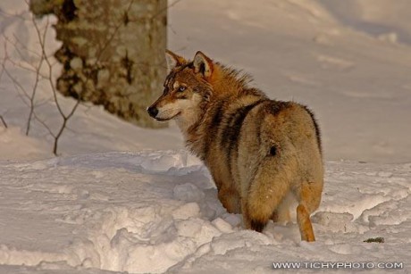 vlk-obecny