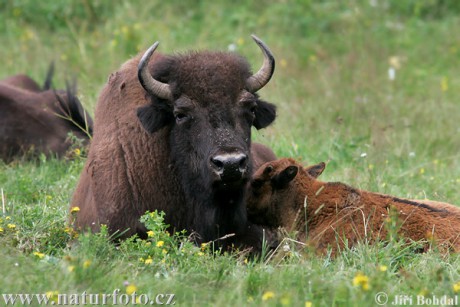 bizon-americky-45974