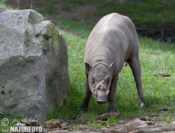 babirusa-celebeska-75831