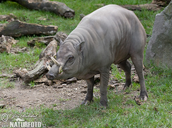 babirusa-celebeska-75836